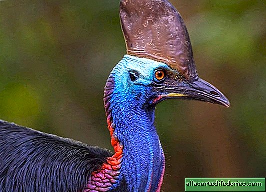 The answer is found: scientists finally realized why the cassowary needs a helmet on his head