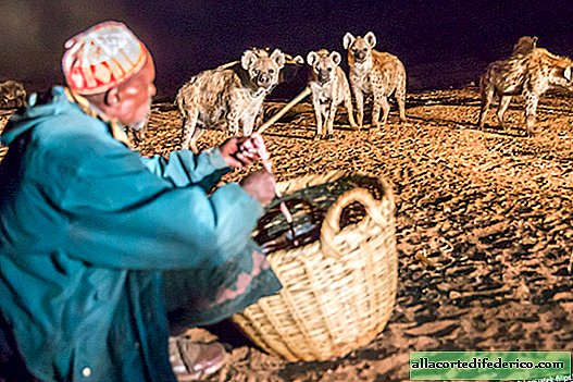 Underholdning er ikke for svaghed i hjertet: fodring af hyener i Harare