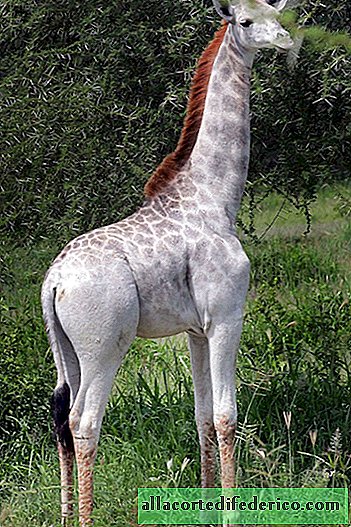 Tanzanijoje buvo rasta reta balta žirafa.