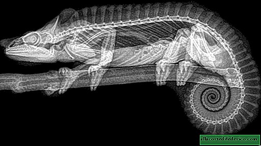 A rare sight: the American zoo published x-rays of animals
