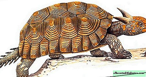 A szarvas myolania a legnagyobb teknős, amely valaha a Földön lakott.