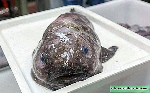 Amazing deep-sea creatures caught near Australia