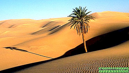 Le Sahara remplit tout de sable et rend la vie insupportable: comment arrêter le désert