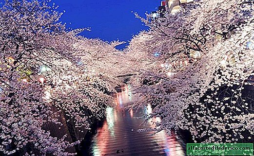 Sakura es una ciruela o cereza, y cuando la cosecha japonesa