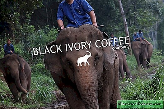 De dyraste kaffesorterna i världen som genomgår jäsning i djurens magar.