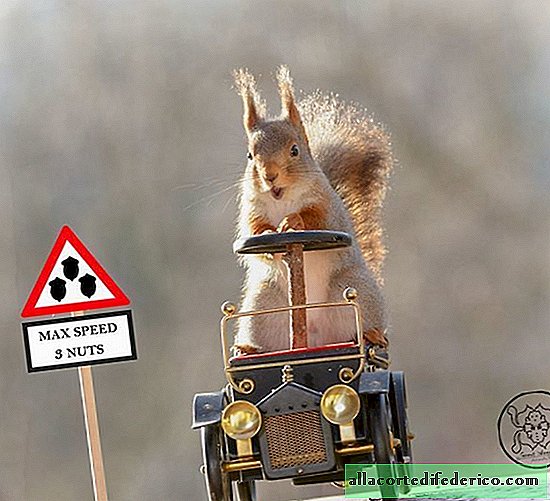 Najbolj kul veverica na svetu je posnela s strani specialista za fotografiranje veveric