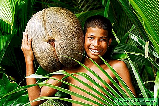 Les plus grandes graines de plantes au monde, semblables aux hanches de femmes nues