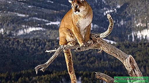 Amerikas gefährlichste Katzen oder niedliche Tiere: die ganze Wahrheit über Pumas