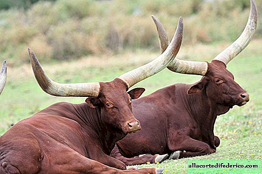 De fedeste horn på planeten: hvorfor har afrikanske watussi sådanne horn