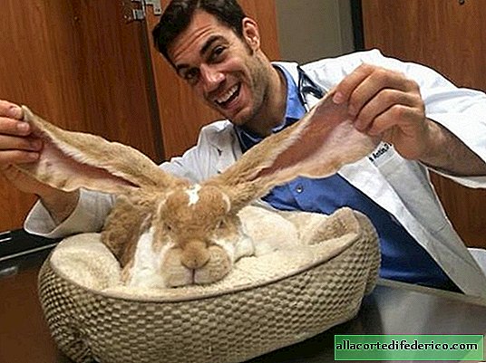 Der erstaunlichste Tierarzt in Amerika, der die Menschen mit seiner Liebe zu Tieren eroberte
