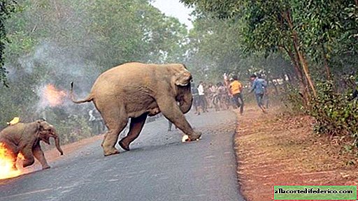 Fotos dos elefantes em chamas e outros finalistas em fotografia de vida selvagem do santuário