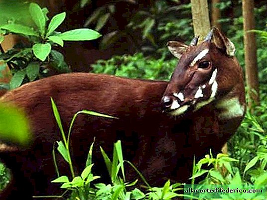 Saola: the rarest artiodactyl that is on the verge of extinction