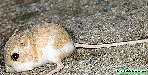 Het geheime wapen van Jumper: hoe een klein dier een ratelslang confronteert