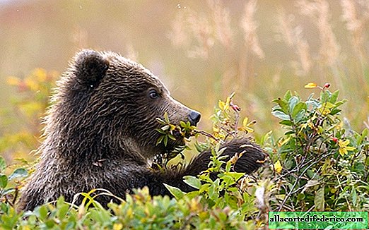 Pinching grass, looking for ants and picking berries: what brown bears actually eat