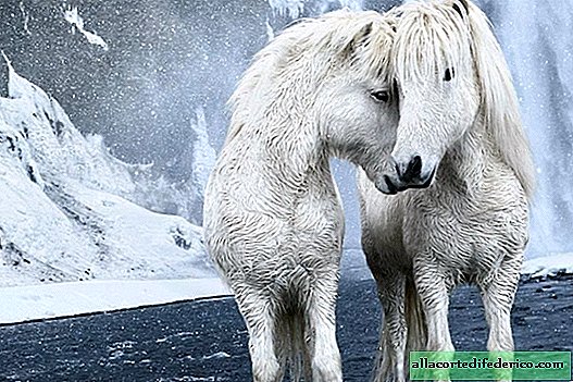 Eventyrbilleder af heste, der lever under de ekstreme forhold på Island