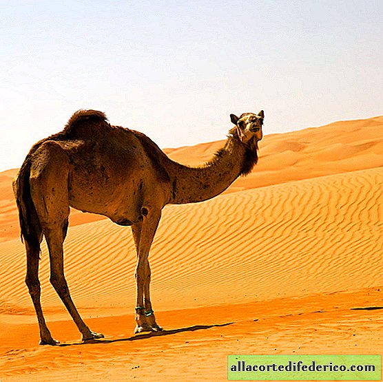 Hvor mange pukkel vil en kamel ha hvis foreldrene hans er to-humpede og enpukkede kameler