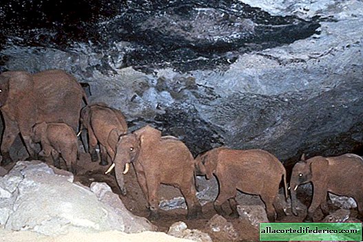 Through darkness and cold: why African elephants regularly descend into the cave