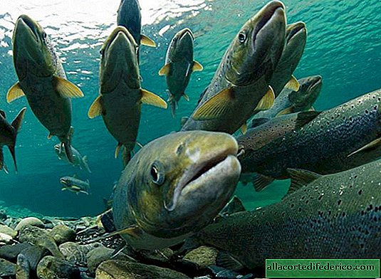 La mort est annulée: comment certains saumons parviennent à éviter la mort après le frai