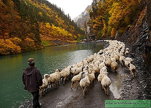"Deadly Drunken Journey": Autumn sheep driving in the mountains of the Caucasus