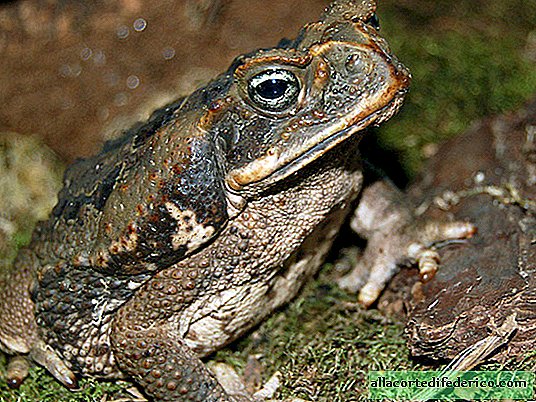Смртоносна жаба ага: зашто ју аустралијски пси обожавају