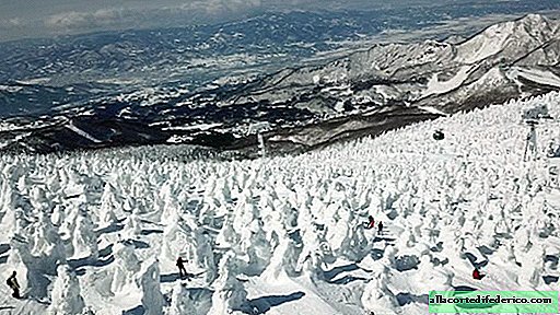 Monstruos de nieve de Japón: increíble bosque de invierno, tierra del sol naciente