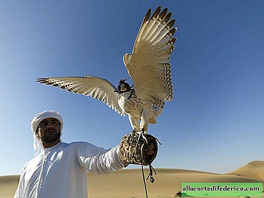 Falconry: Ako národný poklad ohrozil voľne žijúce vtáky