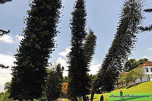 Les pins cuisinés regardent toujours l'équateur, où qu'ils poussent