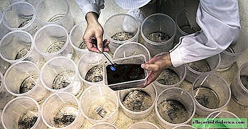 Hundretusinder af myg pr. År: hvorfor i Kina avler de myg på fabrikken
