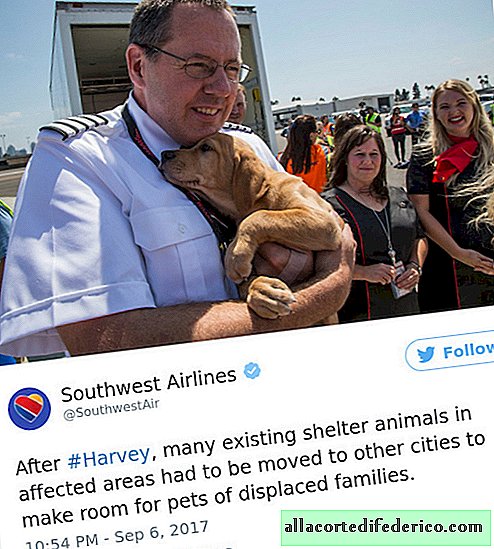 Sudoeste fornece aeronaves para Harvey Orphaned Pets