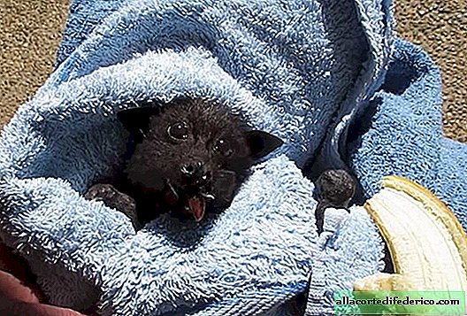 Saved from under the wheels of a car a flying fox eating a banana will delight anyone