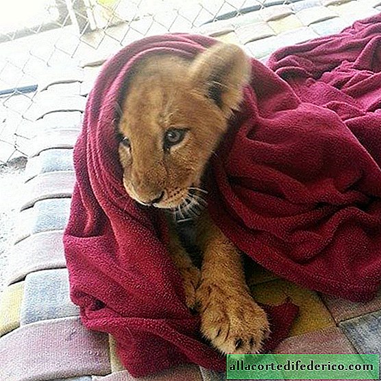 A rescued lion cub cannot sleep without its blanket, despite the fact that it has already grown