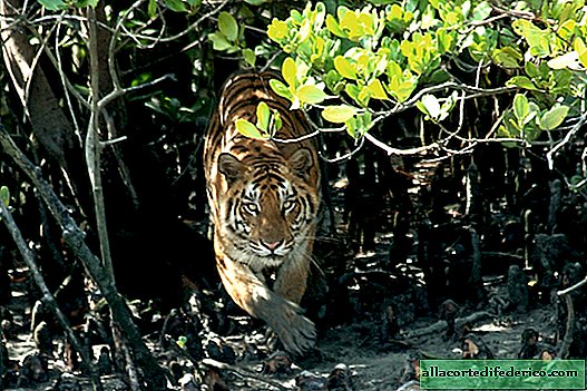 Sundarban is de grootste mangrove op de planeet die Calcutta beschermt