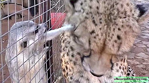 Meerkats تهاجم الفهد ، ولكن المفترس يأخذ هذا السلوك لخطوبة