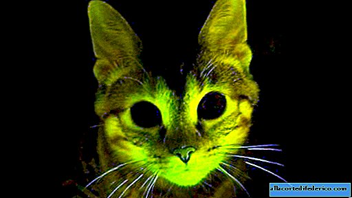 Glowing in the dark cats, dogs and fish: a new era of pets