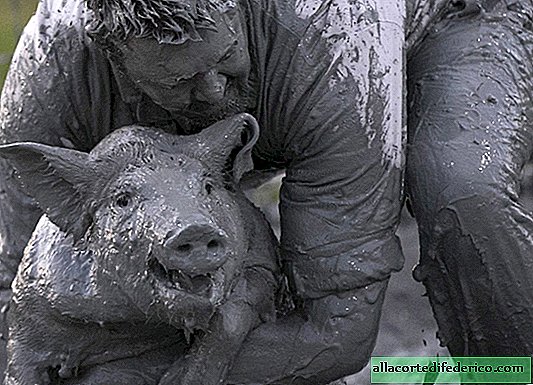 Pig festival in Quebec