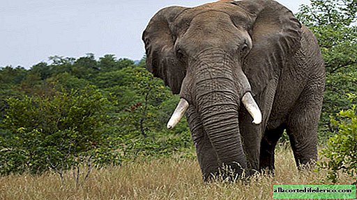 مختلف تمامًا: كيف تختلف الأفيال الآسيوية عن الأفريقية