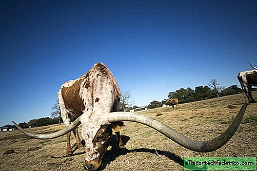 Texas Longhorn: the owner of the longest horns in the world and a nasty character