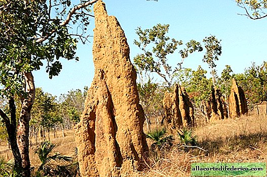 Termites - the most ingenious architects of the animal world