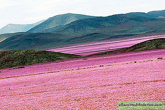 You won’t believe it, but this flower field was until recently the driest desert on the planet!