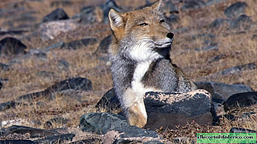 Tibetanischer Fuchs: ein erstaunliches Tier mit dem Aussehen eines Wolfes und dem Aussehen eines Mannes
