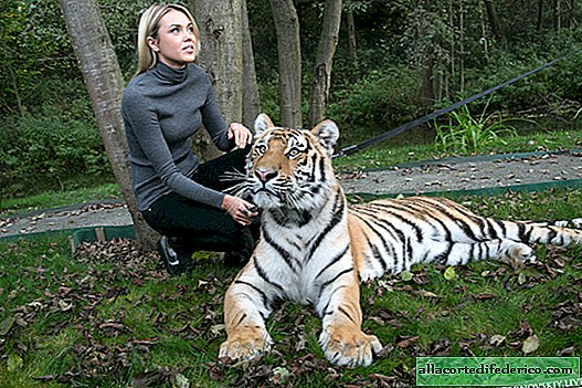 Tiger mladič Svet in njegove dogodivščine v Rusiji