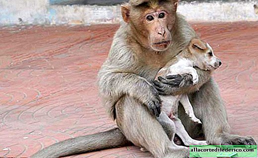 Just look at who this monkey cares about! Unbelievable!