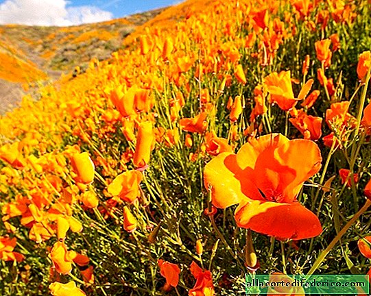 Menigten van toeristen in Californië: lokale heuvels "gloeien" met de zeldzame bloei van oranje papavers