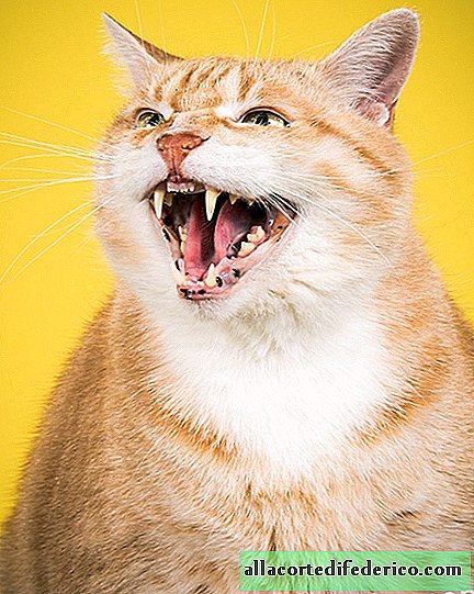 Fett og vakker: fotograf Pete Thorne beviser at det skal være mye god katt