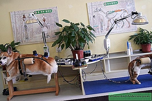 Traditional medicine: how pets are treated in China
