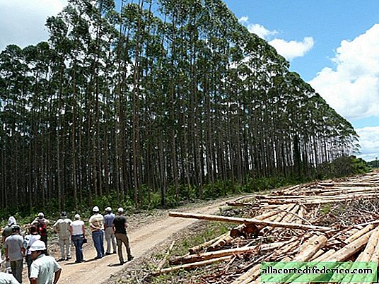 Eucalyptus transgénique: pourquoi la génétique a créé ce monstre à croissance rapide