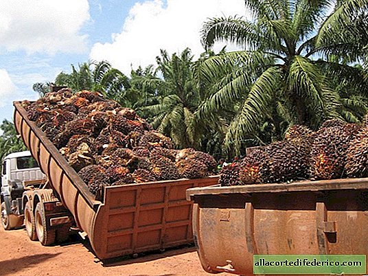 Rainforests in exchange for palm oil