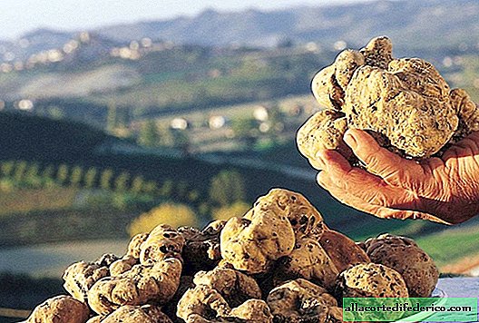 Truffles: why pigs and dogs can find the most expensive mushrooms in the world
