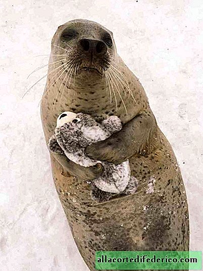 They presented a seal to a small toy seal and now he hugs him constantly