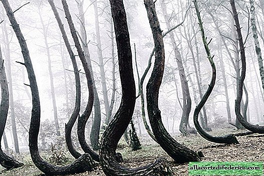 ¡Los científicos no saben lo que está pasando con estas plantas! Bosque misterioso de 400 árboles curvos en Polonia